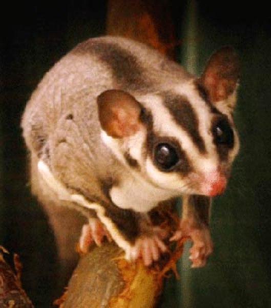 introducing a new sugar glider