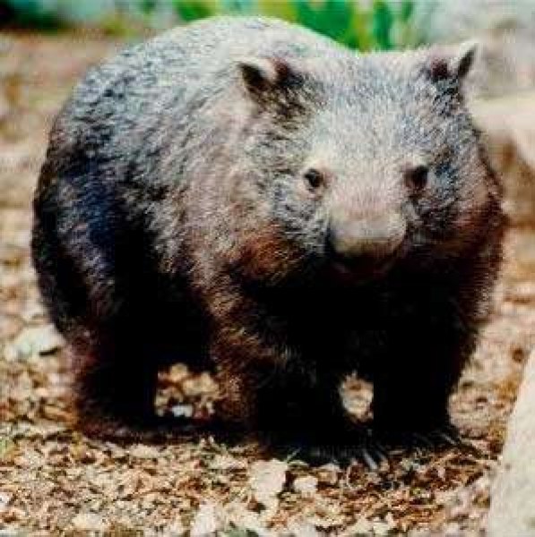 wombat ears