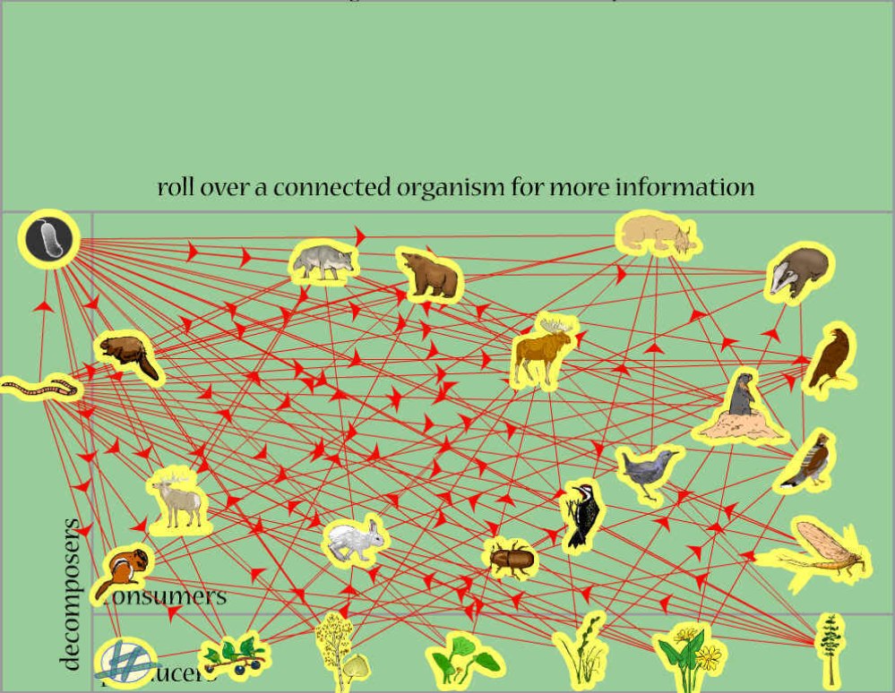 Yellow Stone National Park Biology Diagrams