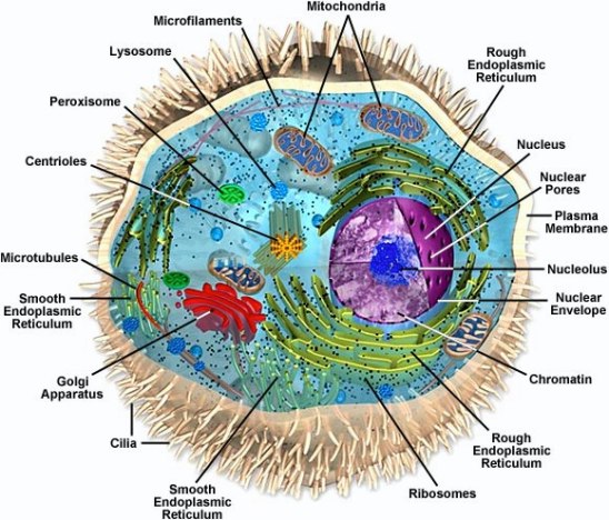 animal cell electron microscope