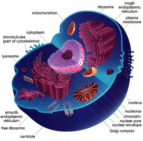 animal cell vacuole. ANIMAL CELL