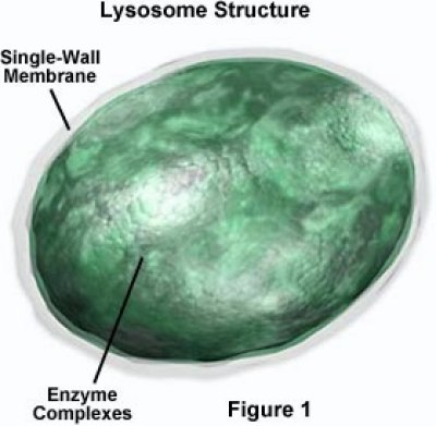 Lysosomes degrade material taken up from outside of the cell and digest the 