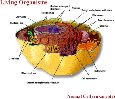 Animal Cell Photo. 3D DIAGRAMS OF ANIMAL CELL