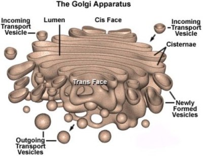 Golgi Apparatus: an organelle of an eukaryotic cell, 