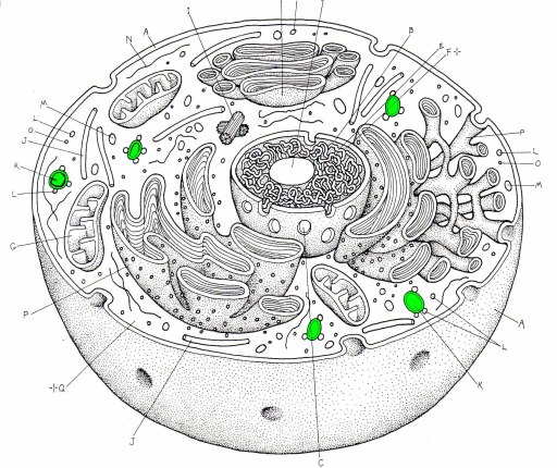 animal cell basic diagram. +and+animal+cell+diagram+