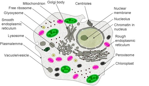 Examples of eukaryotic cells