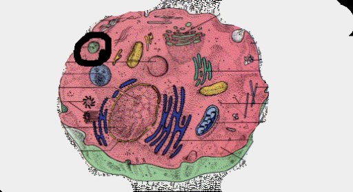 3d Animal Cell With Labels. 3d animal cell model labeled.