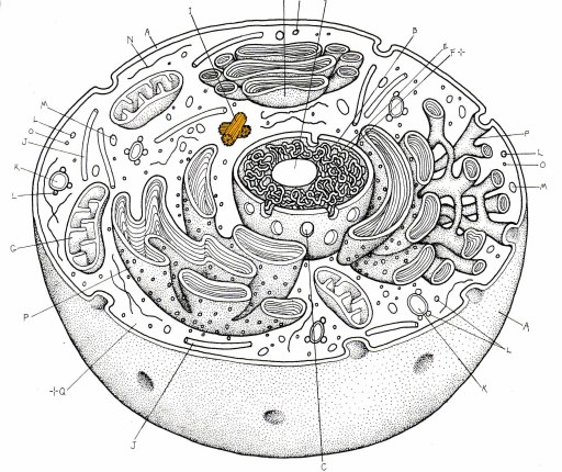 animal cell unlabeled