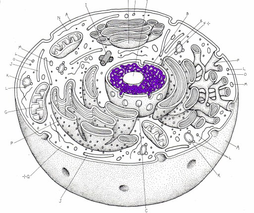 chromosome in animal cell