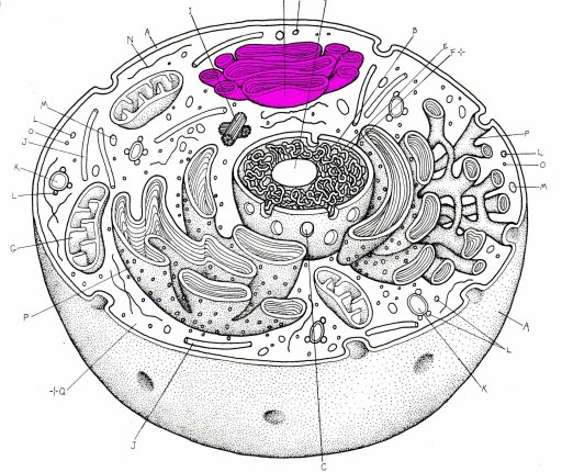  the sack like cisternae that are the main part of the golgi apparatus.