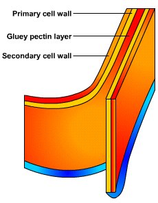 Vacuole Diagram