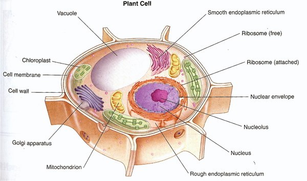 plant cell vs animal cell worksheet. a diagram of a plant cell