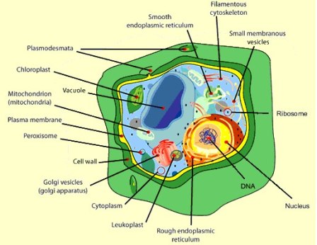 Plant Cell Dna