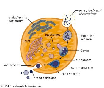 Vacuole Diagram