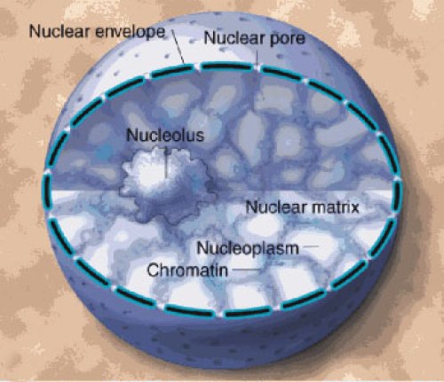 Cell Nucleus Function