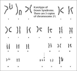 Casey's protopage about D.S.