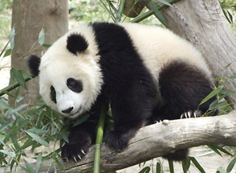 PandaMania