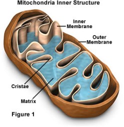 The Eukaryotic Animal Cell