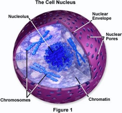 Organelles of the Plant Cell