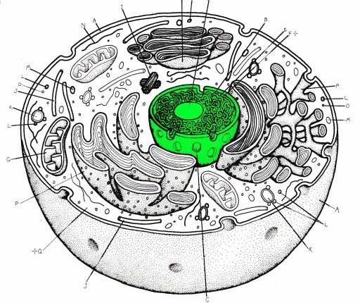 animal cell