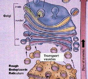 The cell wall