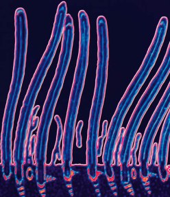 Animal Cell Organelles