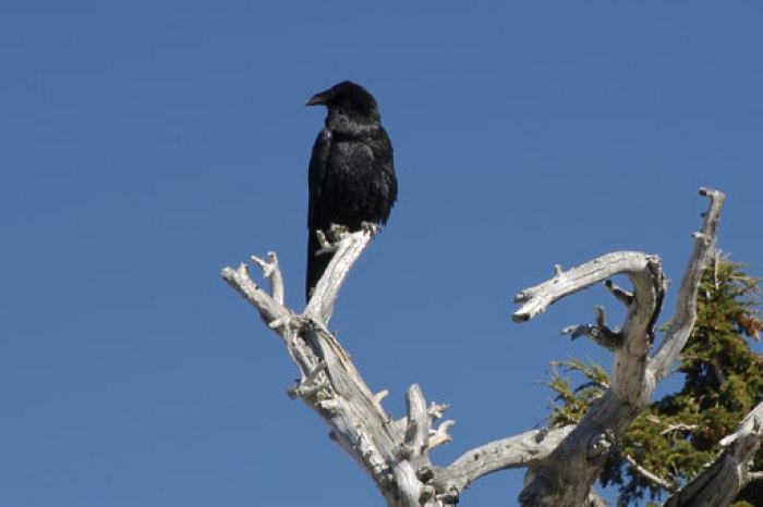 crater lake national park